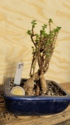 Trichodiadema - okaz 15letni - caudex, kaudeks - bonsai - #5
