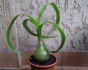 Ornithogalum caudatum (cebula indyjska) lecznicza