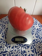Pomidor   Rosov Dar kolekcjonerski