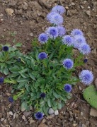 Kulnik kropkowany bylina wieloletnia sadzonka na skalniak 