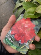 Rododendron kwitnący w czerwcu Junifeuer