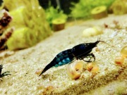 Krewetki Neocaridina Blue Diamond 10 sztuk 