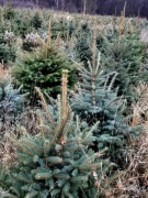 Choinki żywe od 20 zł