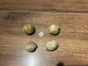 4 ładnie zachowane jeżowce z kredy Krakowa 