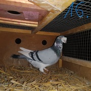 Gołębie staropolskie całe stado cz.2.