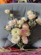 Suchołuska kocanka suszki naturalne suszone  kwiaty bukiety  ecru 