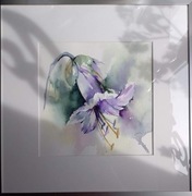 Akwarela 21x21 - "Clematis "Blue Ribbons""