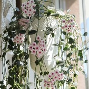 Hoya, hoja sp.Umphang