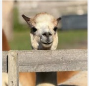 KOŁDRA Z ALPAKI, gotowe wklady, nowe nie uzywane