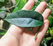 Hoya Danumensis ssp Amarii pink-yellow corona - sadzonka w ukorzenianiu 