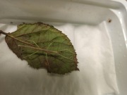 Patyczak rogaty odmiana Blue