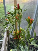 Nasiona Papryki piri piri