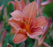 Liliowiec Rdzawy - Hemerocallis Fulva