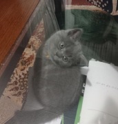 Ogloszenie lokalne  z allegro 