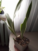 Sansevieria Metallica Silver Siam