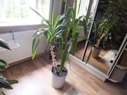 roślina DRACENA WONNA Fragrans wys.150cm dwa pędy, ozdobna donica 30cm