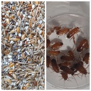 Pokarm,Jedzenie dla Messor barbarus mieszanka ziaren + karaczan turecki