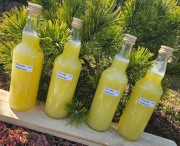 Kwas Enzymy Bołotowa na koziej serwatce 4x500ml 2 litry