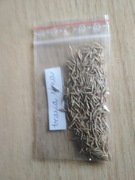 niebieska trawa kostrzewa festuca sina elijah blue