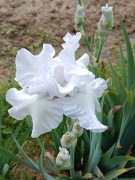 Irys- Got Milk -kłącze