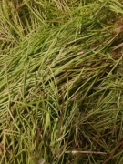 Wierzbownica drobnokwiatowa 30g suszona