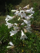Penstemon palczasty - bylina rabatowa