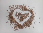 ostropest plamisty 20kg