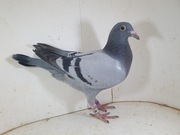 Młody 100 % Leo Heremans Linia The Power , Dynamic Rosie 