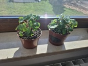 Peperomia rana verde