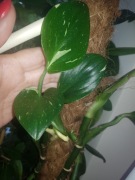 Monstera standleya philodendron cobra varie cięta 