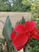 Canna Paciorecznik Czerwona dorodne kłacza