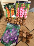 Cebulki kwiatowe mieczyk