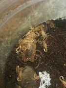 Pseudolychas ochraceus L5 (partenogeneza)skorpion