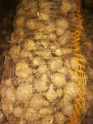 TOPINAMBUR EKOLOGICZNY ŚWIEŻA BULWA Z NASZEGO GOSPODARSTWA 29KG 