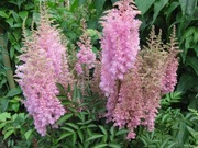 Tawułka chińska sadzonki