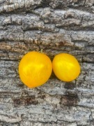 Microdwarf Tigret Yellow/Pomidor Kolekcjonerski 55