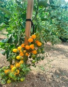 nasiona pomidora BLONDKOPFCHEN- karma dla ryb