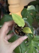 hoya Laila | sadzonka rosnąca