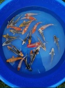 Karpie koi, ryby do oczek wodnych