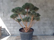 Sosna pospolita formowana 094 NIWAKI, BONSAI OGRODOWE, Topiary