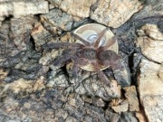 Tapinauchenius sanctivincenti 1DC ptasznik