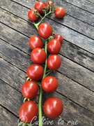 Pomidor Donatellina najlepsza koktajlowka 2025, sama słodycz! 