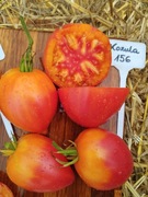 KOZULA 156 nasiona Pomidor Kolekcjonerski