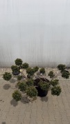 Cis Taxus "Summergold" Bonsai 100-125cm