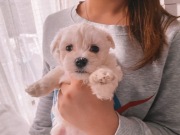 Maltańczyk, Maltańczyki -Kraków Ruczaj