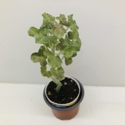 Senecio articulatus, roślinka „świeczka”