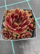 Rojniki nr 20 sadzonka p9