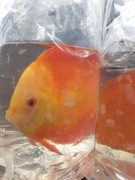 Paletki z importu Wietnam