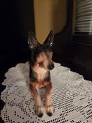 Figurka ,duża pies owczarek niemiecki Katzhütte 