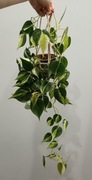 Philodendron cream splash